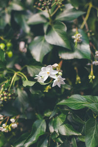 Close-up of white flowering plant