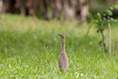 Close-up of bird on grassy field