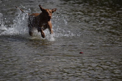 Dog running in a sea