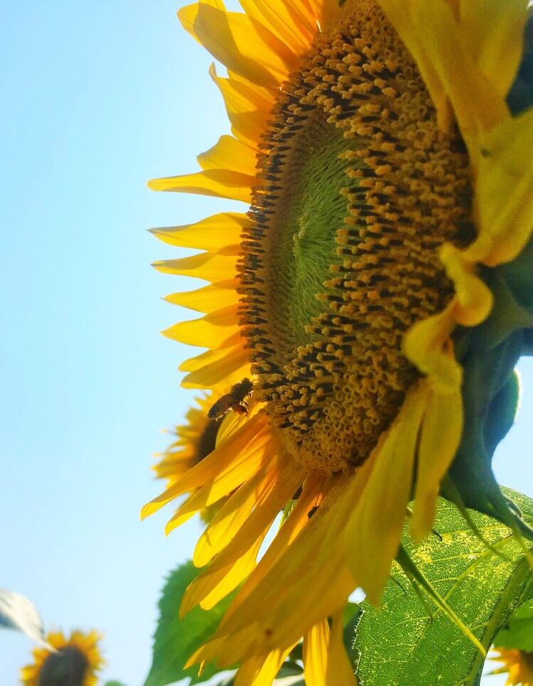 fragility, flower, freshness, yellow, petal, flower head, sunflower, beauty in nature, close-up, single flower, growth, in bloom, blossom, animal themes, stamen, vibrant color, insect, plant, nature, pollen, springtime, pollination, botany, blooming, honey bee, focus on foreground, softness, sepal, day, outdoors