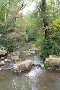 River flowing amidst trees in forest