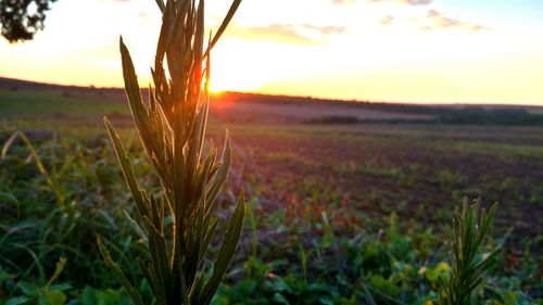 Close-up of plants growing on field against sky during sunset