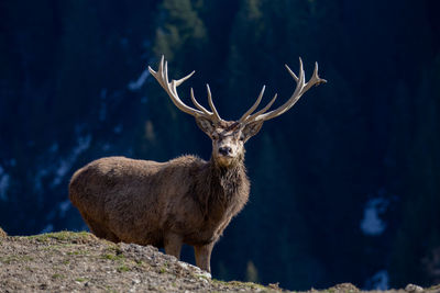 Deer standing on field