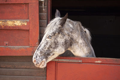 Close-up of horse in stable