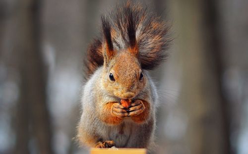 Close-up of squirrel