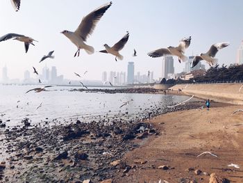 Seagulls flying over beach against sky