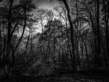 Bare trees in forest