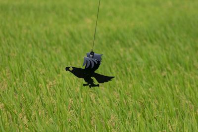 Close-up of shoes hanging on field