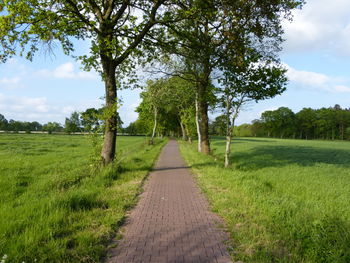 Dirt road amidst trees on field against sky