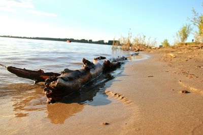 Dead tree on beach