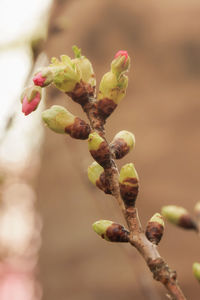 Close-up of fruit growing on tree