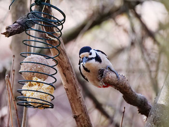 Close-up of birds perching on a tree