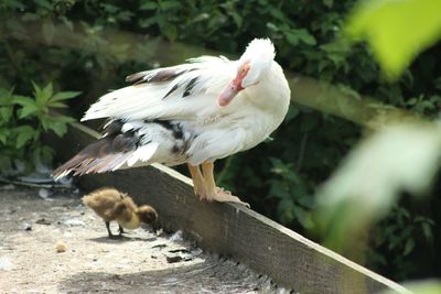 Close-up of bird perching on branch