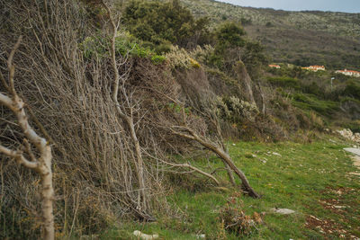 Scenic view of forest