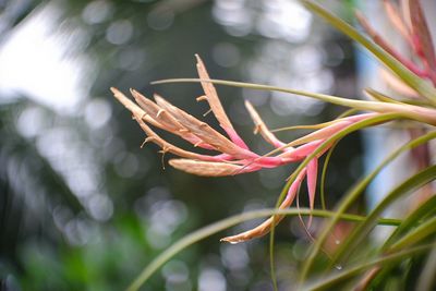 Close-up of pink flowering plant