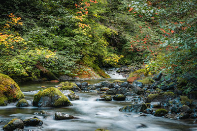 Scenic view of river in forest