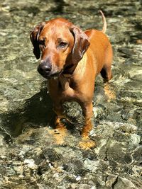 Close-up portrait of dog in water