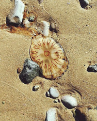 High angle view of shells on beach