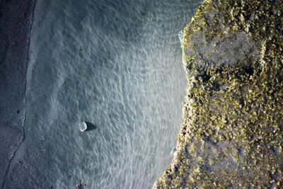 High angle view of bird on rock by sea