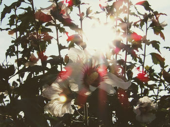 Low angle view of flowering plant