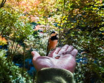 Hand holding a bird