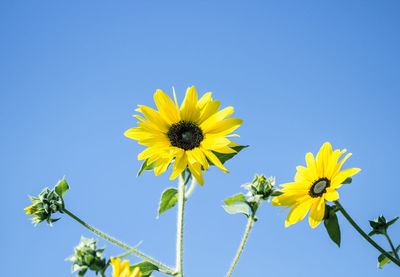 Low angle view of sunflower against blue sky