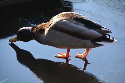 Close-up of male mallard duck on frozen lake