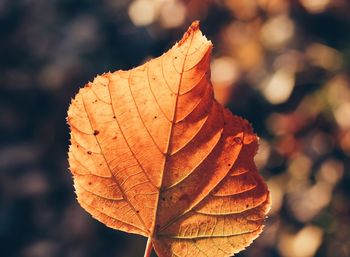 Close-up of dried maple leaf