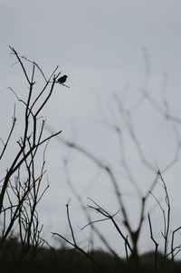 Low angle view of silhouette bird perching on bare tree against sky