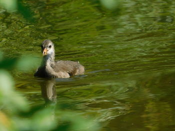 Duck swimming in lake