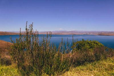 Plants by sea against clear blue sky