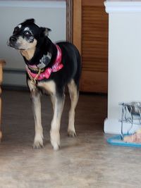 Dog looking away while standing on floor at home