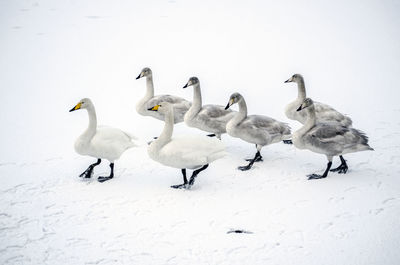 High angle view of tundra swan family on snow