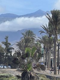 Palm trees by plants against sky