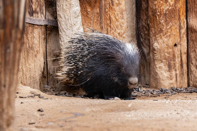 Captive african crested porcupine male stands in a holding pen on a sunny day