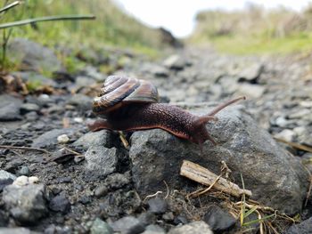 Wild snail stretching across the trail