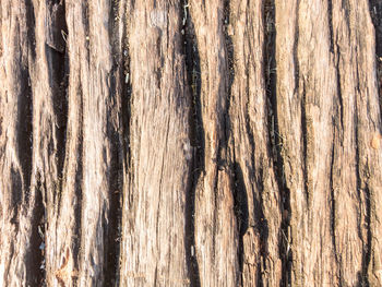 Full frame shot of tree trunk