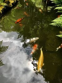 High angle view of koi carps swimming in pond