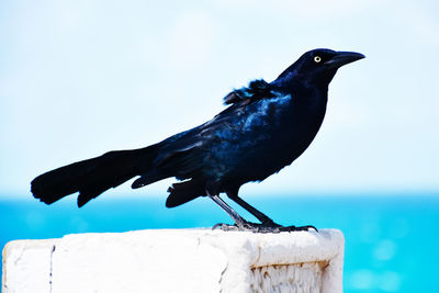 Close-up of bird perching on wooden post