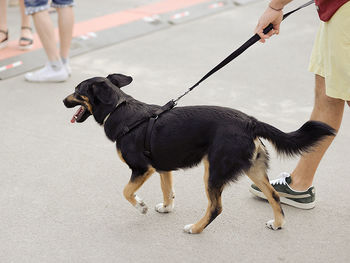 Low section of man walking with dog on street