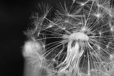 Close-up of dandelion on plant