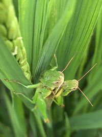 Close-up of insect on leaf