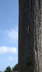 Low angle view of a tree trunk