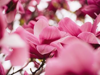 Close-up of pink flowers