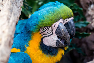 Close-up of blue parrot