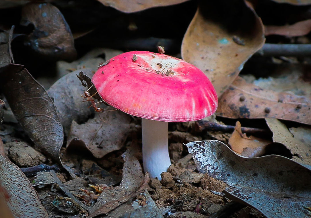 CLOSE-UP OF MUSHROOM