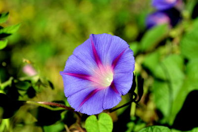 Close-up of purple flower blooming outdoors