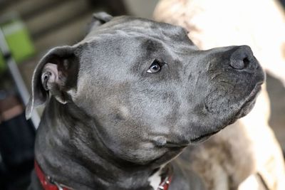 Close-up of dog looking away