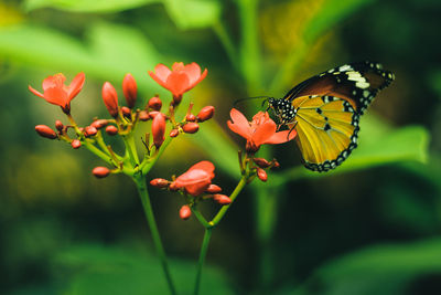 Close-up of butterfly pollinating on flower