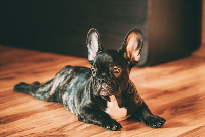 Portrait of a dog lying down on floor